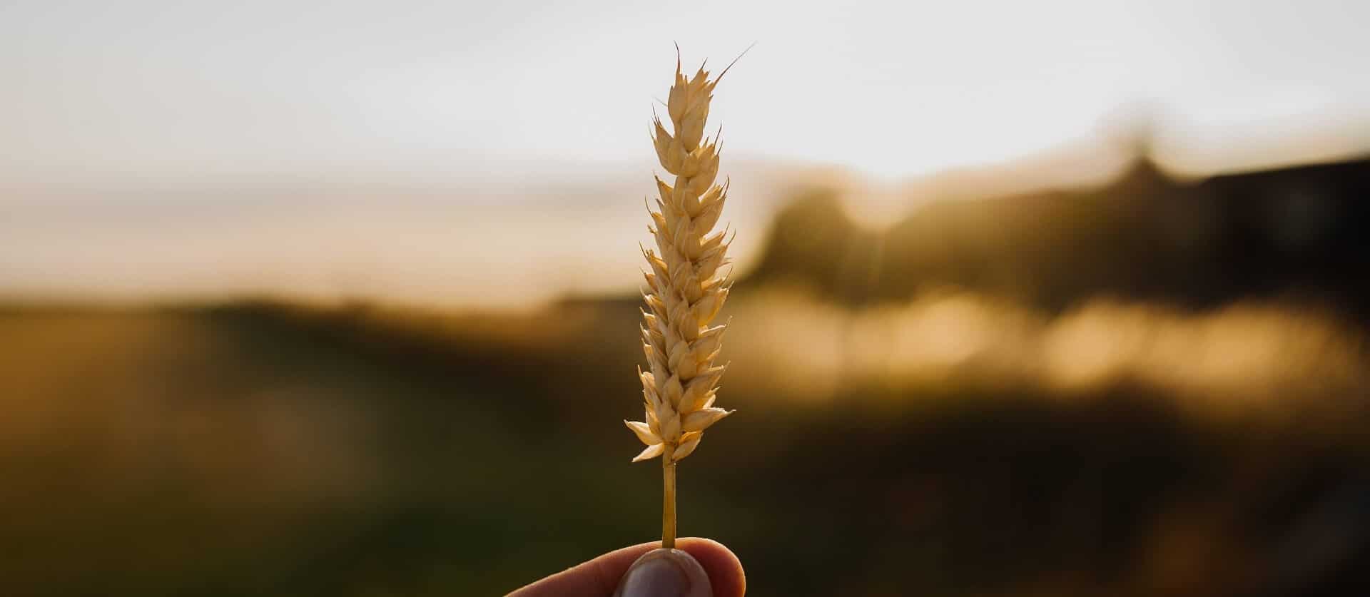 Qu’est-ce que le son d’avoine et de blé ?