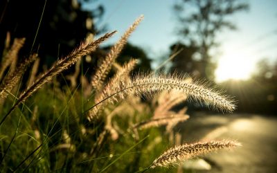 L’impact du stress sur l’immunité