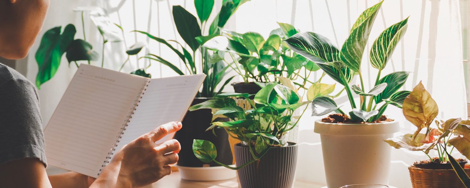 Comment purifier naturellement l'air de sa maison ? L'Eau Vive